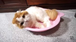 マホトが飼っている猫の名前は?まとめてご紹介!07