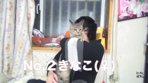 マホトが飼っている猫の名前は?まとめてご紹介!04