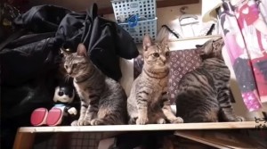 マホトが飼っている猫の名前は?まとめてご紹介!三兄弟08