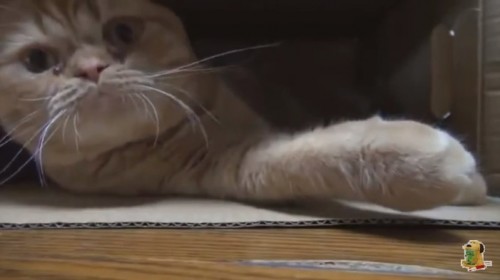 マホトが飼っている猫の名前は?まとめてご紹介!09