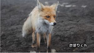 さぼりchの素顔が流出?年齢や仕事･年収など正体に迫る!